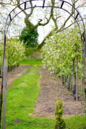 the orchard beyond the archway